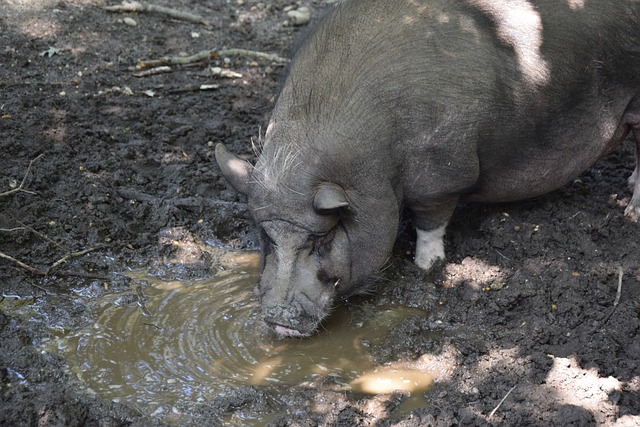 現明顯後繼 現明顯後繼